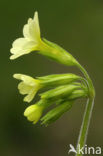 Slanke sleutelbloem (Primula elatior)