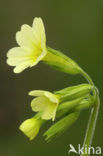 Oxlip (Primula elatior)