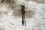 Downy Emerald (Cordulia aenea)