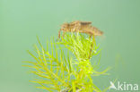 Downy Emerald (Cordulia aenea)