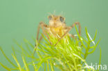 Downy Emerald (Cordulia aenea)