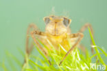 Downy Emerald (Cordulia aenea)