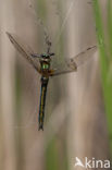 Smaragdlibel (Cordulia aenea)