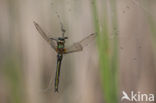 Downy Emerald (Cordulia aenea)