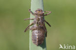 Smaragdlibel (Cordulia aenea)