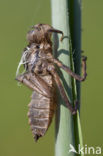 Downy Emerald (Cordulia aenea)