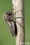 Smaragdlibel (Cordulia aenea)