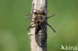 Smaragdlibel (Cordulia aenea)