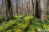 Speenkruid (Ranunculus ficaria)