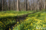 Lesser Celandine (Ranunculus ficaria)