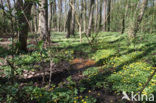 Lesser Celandine (Ranunculus ficaria)