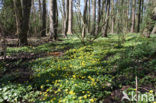 Lesser Celandine (Ranunculus ficaria)