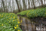 Lesser Celandine (Ranunculus ficaria)