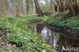 Speenkruid (Ranunculus ficaria)