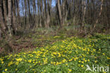 Lesser Celandine (Ranunculus ficaria)