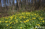 Lesser Celandine (Ranunculus ficaria)