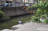 Stadsduif (Columba livia domestica)