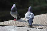 Stadsduif (Columba livia domestica)