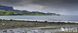 Staffin Bay