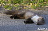 Beech Marten (Martes foina)