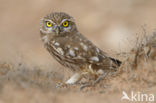 Little Owl (Athene noctua)