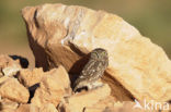 Steenuil (Athene noctua) 