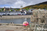 Ullapool