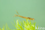 Variable Damselfly (Coenagrion pulchellum)