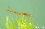 Variabele waterjuffer (Coenagrion pulchellum)