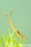 Variabele waterjuffer (Coenagrion pulchellum)