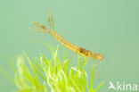 Variabele waterjuffer (Coenagrion pulchellum)