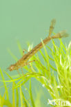 Variabele waterjuffer (Coenagrion pulchellum)