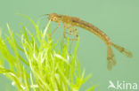 Variabele waterjuffer (Coenagrion pulchellum)