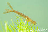 Variable Damselfly (Coenagrion pulchellum)