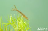 Variabele waterjuffer (Coenagrion pulchellum)