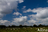 Veluws heideschaap (Ovis domesticus)