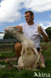 Veluws heideschaap (Ovis domesticus)