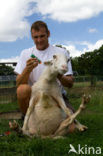 Veluws heideschaap (Ovis domesticus)