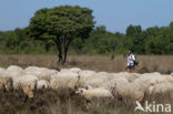 Veluws heideschaap (Ovis domesticus)