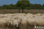 Veluws heideschaap (Ovis domesticus)