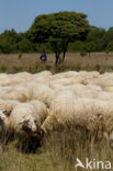 Veluws heideschaap (Ovis domesticus)