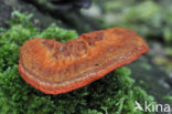 Cinnabar Bracket (Pycnoporus cinnabarinus)