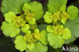 Alternate-leaved Golden Saxifrage (Chrysosplenium alternifolium)