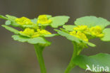 Verspreidbladig goudveil (Chrysosplenium alternifolium)