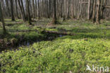 Alternate-leaved Golden Saxifrage (Chrysosplenium alternifolium)