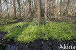 Verspreidbladig goudveil (Chrysosplenium alternifolium)