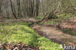 Verspreidbladig goudveil (Chrysosplenium alternifolium)