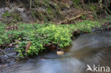 Alternate-leaved Golden Saxifrage (Chrysosplenium alternifolium)