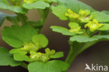 Alternate-leaved Golden Saxifrage (Chrysosplenium alternifolium)