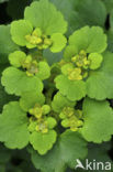 Verspreidbladig goudveil (Chrysosplenium alternifolium)